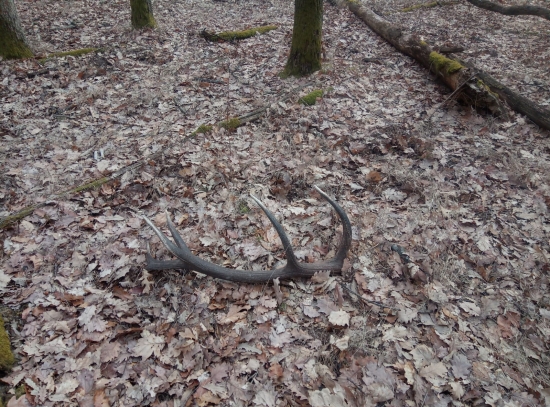 12 ķa. .... 3.10kg Fešák