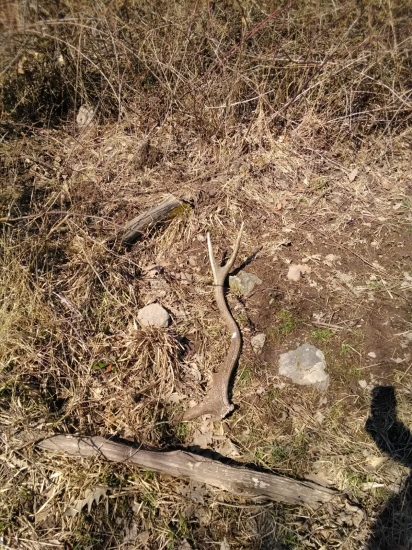 Nenahodil strednú vetvu