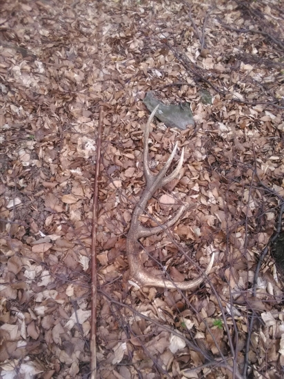 12 torak  celkom slušný paroh