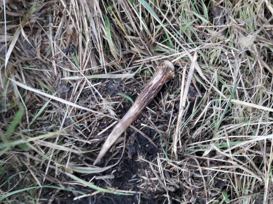 Laky začína plniť moje sny :-)