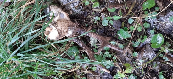 Nedeľná prechádzka