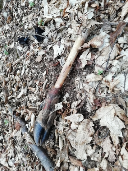 Nejaký blb? Ci vlk :D