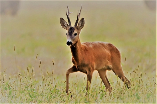 prišiel na vábenie