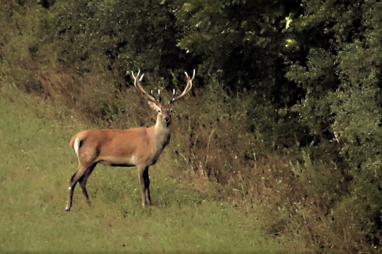 pekný mladý, pred rujou