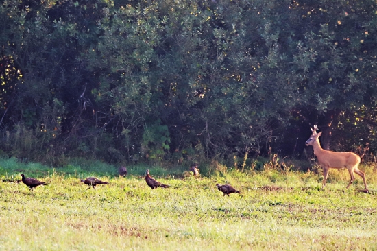 pastier bažantov...