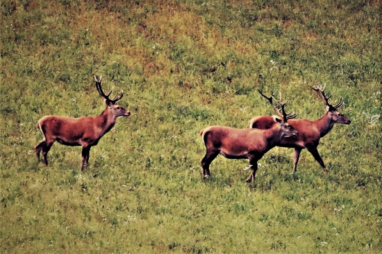 idú hľadať frajerky..