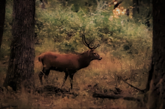 ráno pri brieždení...