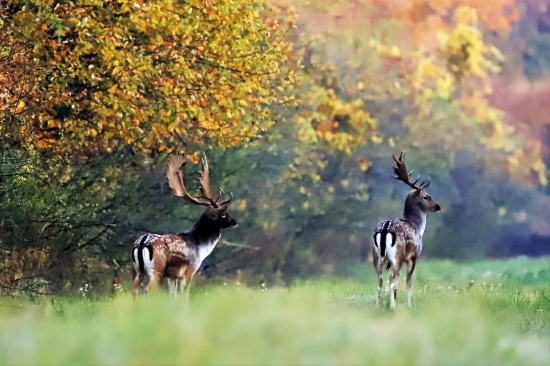 lopatár a vareškár