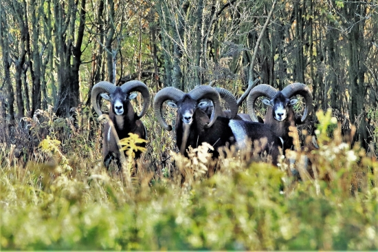 ako by ich jedna mater mala...