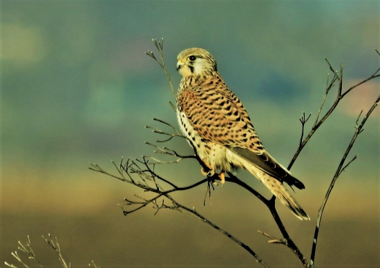 falco tinnunculus