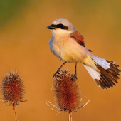 Strakoš červenochrbtý