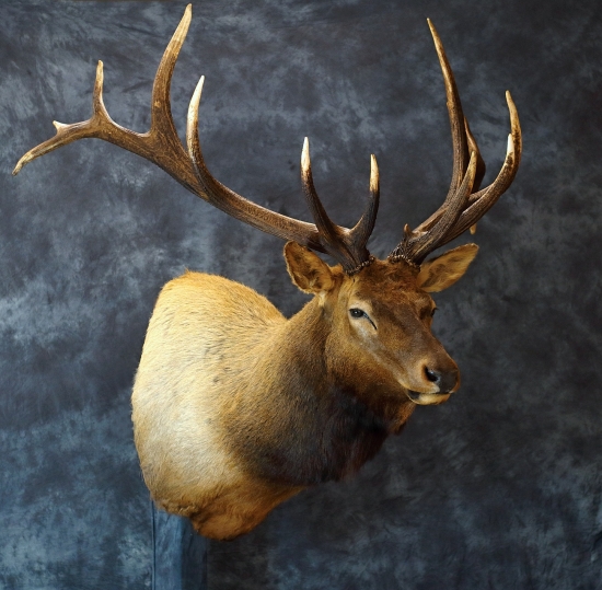 Wapiti