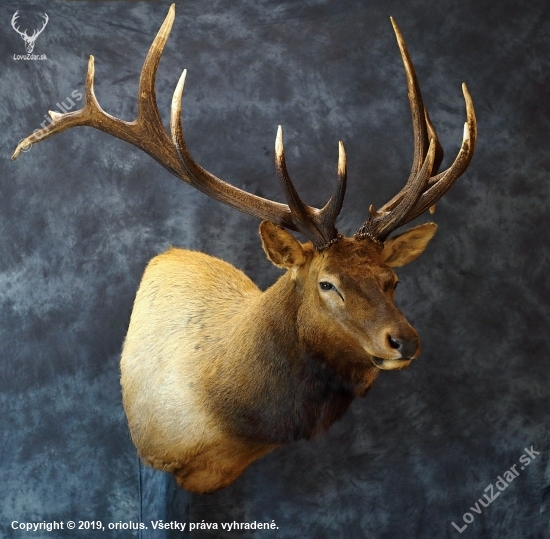 Wapiti