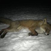 Čaro zimných večerov...