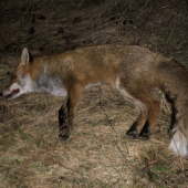 .... oklamaný lišiak