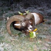 Další pěkné ráno