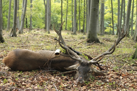 Privábený starý jeleň