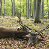 Privábený starý jeleň