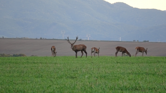 ruja 2019 foto z kamery