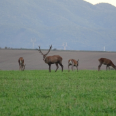 ruja 2019 foto z kamery