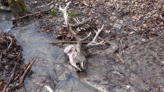 prvy uhyn ktoreho som nechal v lese