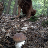 S verným priateľom na hubách....