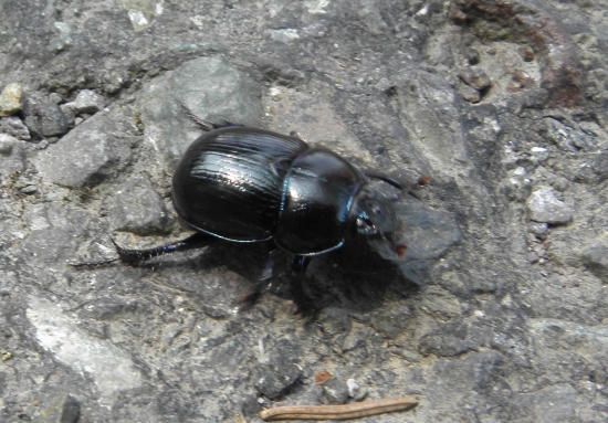 lajniak obyčajný  - Geotrupes stercorarius
