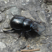 lajniak obyčajný  - Geotrupes stercorarius