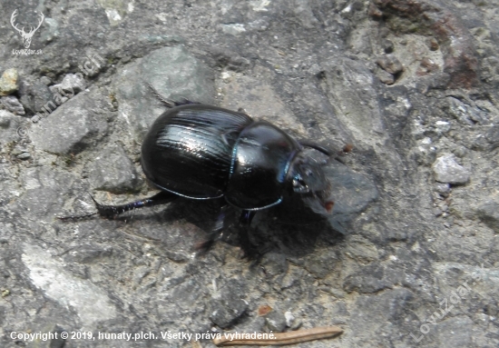 lajniak obyčajný  - Geotrupes stercorarius