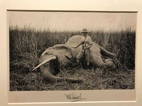 Malý polovník alebo veľký slon?