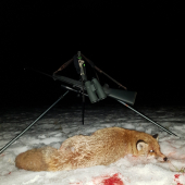 Líščie noci gradujú...