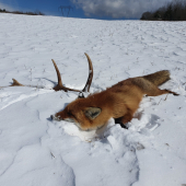 Líška zhodárka :)