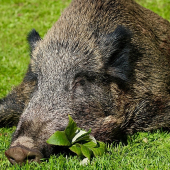 Keď sa strana otočí