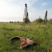 Za tie rána to stojí