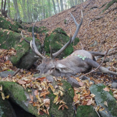 Kráľ Gráfovských lúk