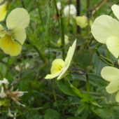 fialka žltá sudetská