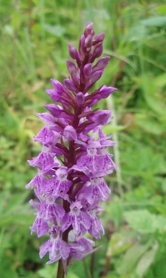 vstavačovec Fuchsov pravý