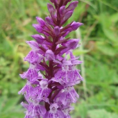 vstavačovec Fuchsov pravý