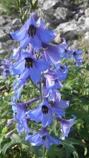 stračonôžka tatranská