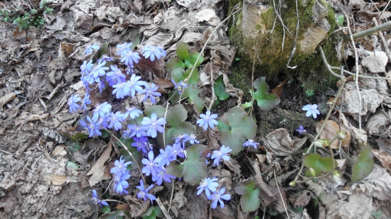 pečeňovník z Dreveníka