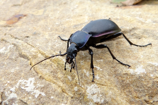 ...bystruška fialová...