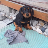 Můj nový pes, Dexter z Hakamilu , ABJ