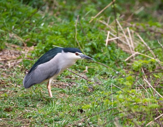 Kvakoš noční-Nycticorax nycticorax