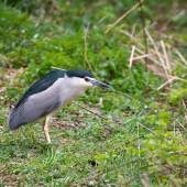 Kvakoš noční-Nycticorax nycticorax