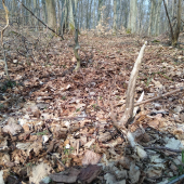 Špice