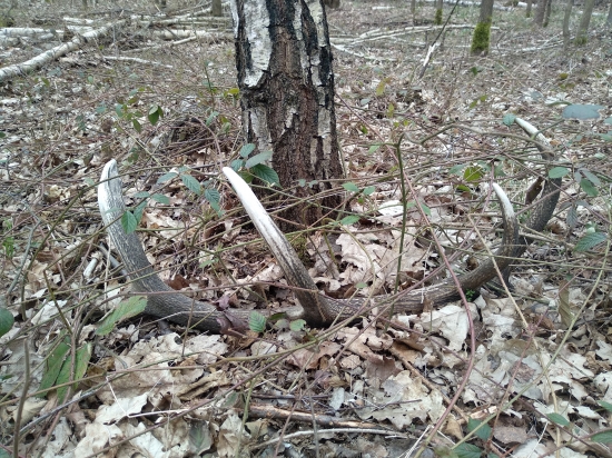 Loňský dvanácterák