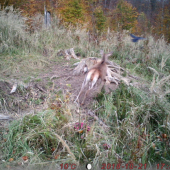 ...jelenica prehnala krkavca....:-D