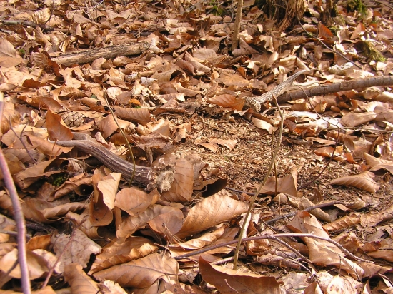 ...spadnuté pri solisku...