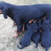 Cumlikátori z Bielej studni