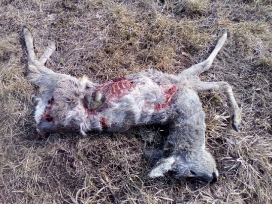 Práca dvoch pytliackých psov